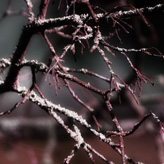 Branches of a tree.