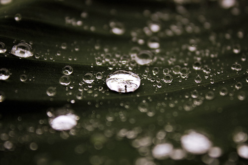 Waterdrops on a leaf.