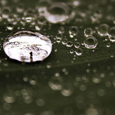 Waterdrops on a leaf.