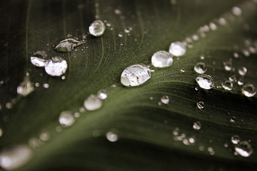 Wassertropfen auf einem Blatt.