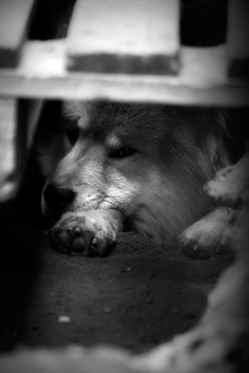 Ein Hund versteckt sich in einem Graben.
