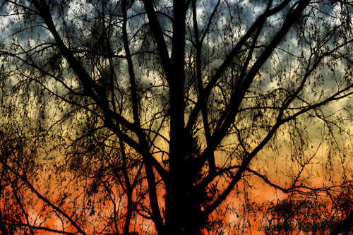 A tree in front of a sunset.